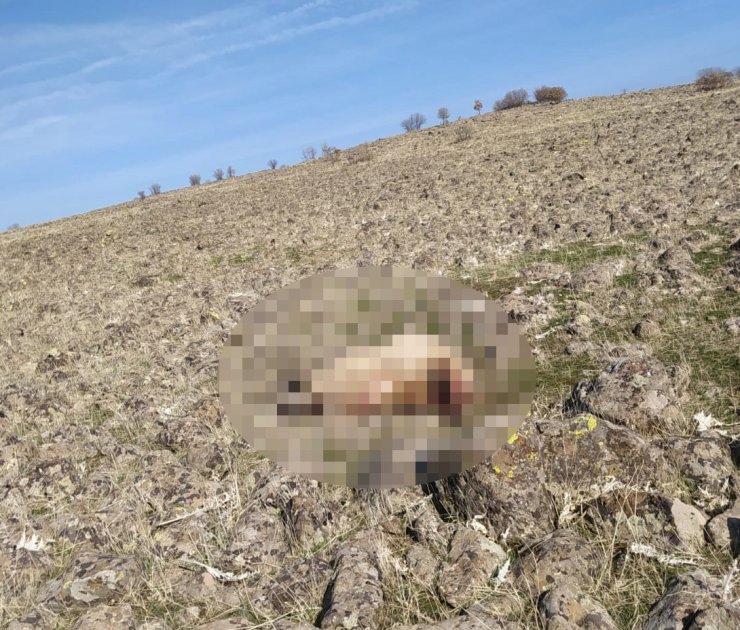 Kurtlar, ağıla girdi, 53 koyunu öldürdü