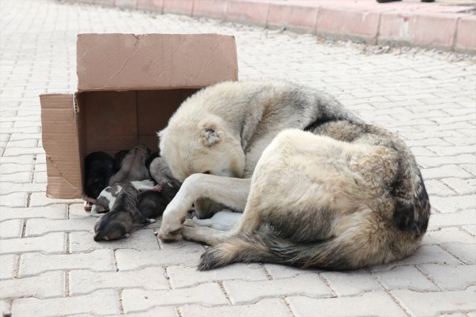 Böyle vicdansızlık olmaz! Yavru köpekleri çöpe attılar