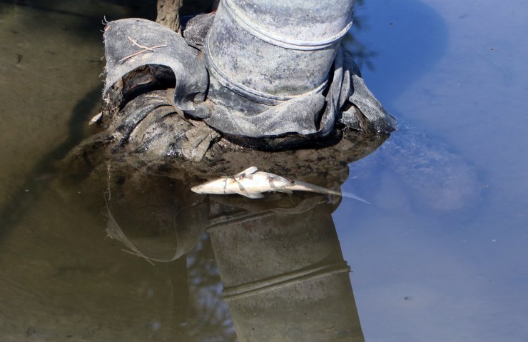 Ceyhan Nehrine dökülen kimyasal atıklar, binlerce arı ve balığı öldürdü