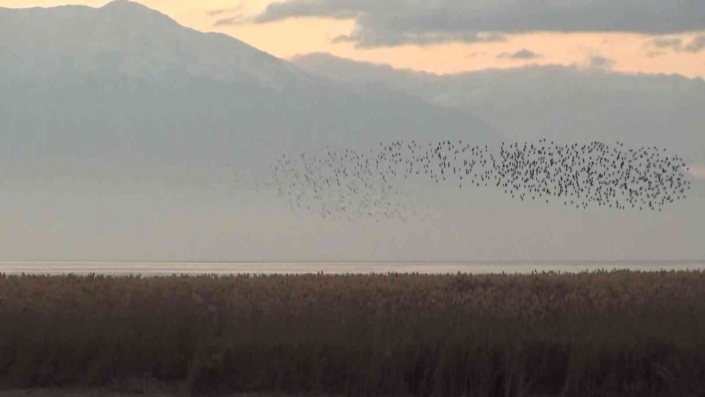 Konya'da gün batımında sığırcıklardan görsel şölen