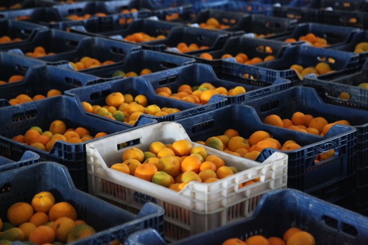 Akdeniz meyve sineğine  akıllı tuzak