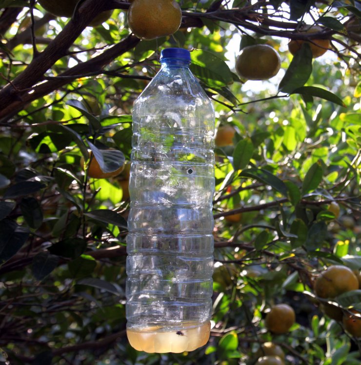 Akdeniz meyve sineğine akıllı tuzak