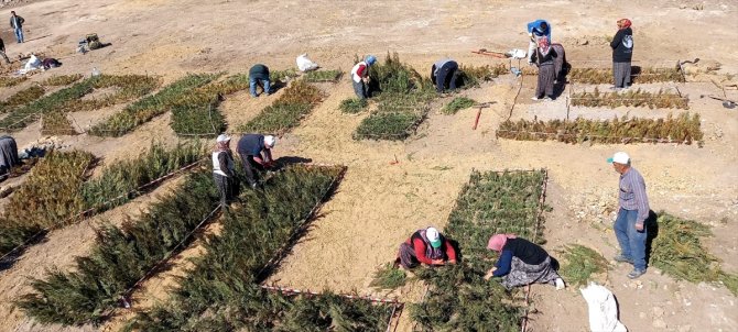 Binlerce fidanla "Türkiye Yüzyılı" logosu oluşturuldu