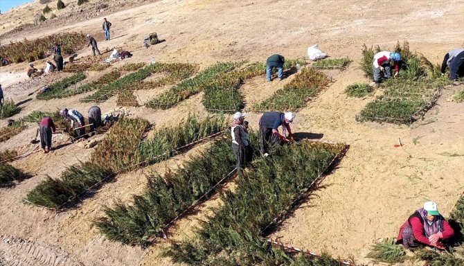 Binlerce fidanla "Türkiye Yüzyılı" logosu oluşturuldu