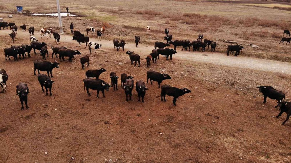 Cumhurbaşkanı açıkladı, talep patlaması yaşandı