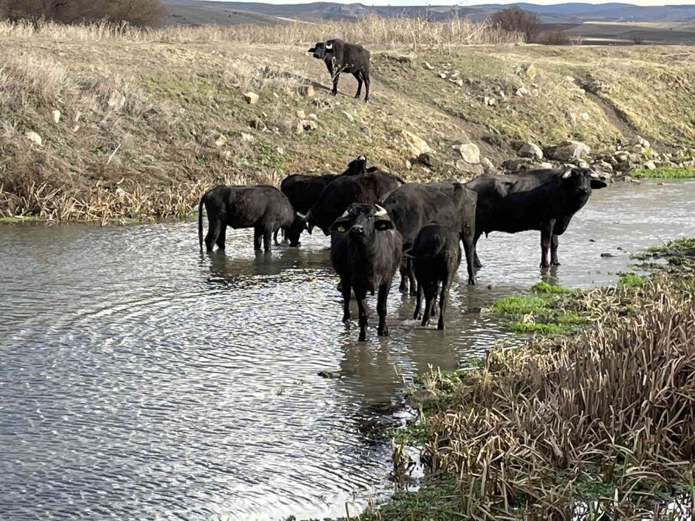 Cumhurbaşkanı açıkladı, talep patlaması yaşandı
