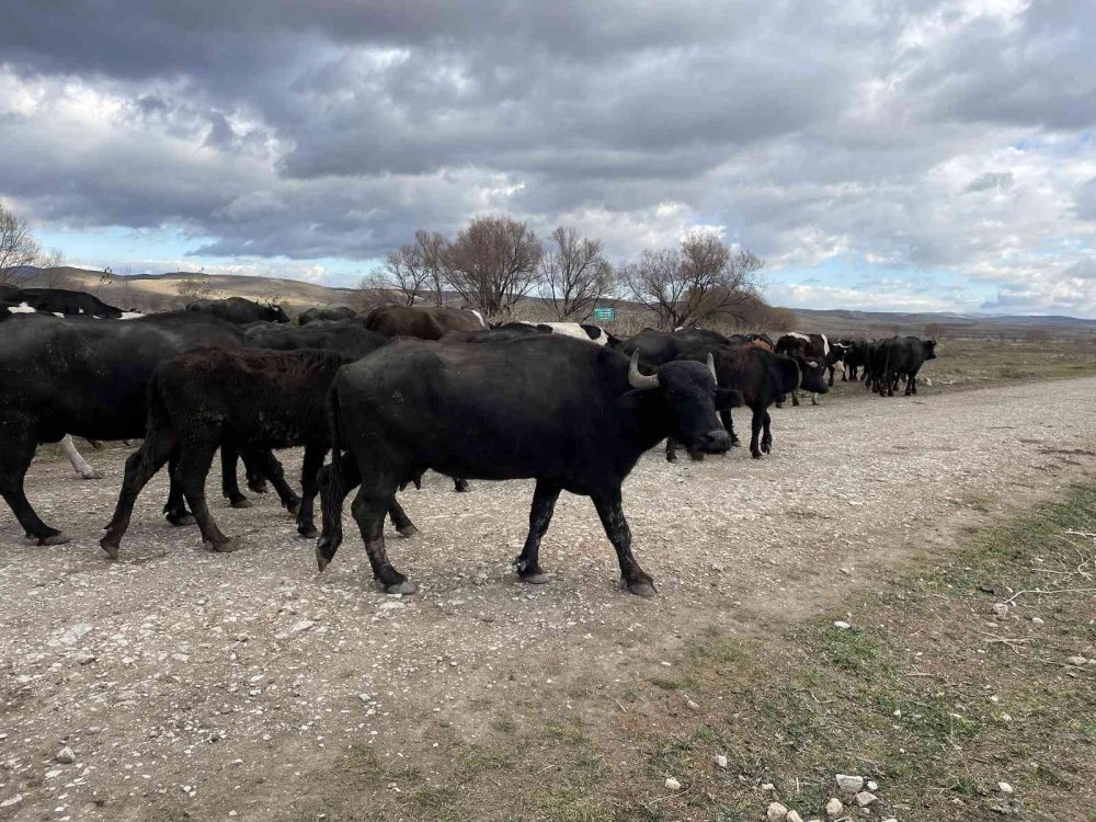 Cumhurbaşkanı açıkladı, talep patlaması yaşandı