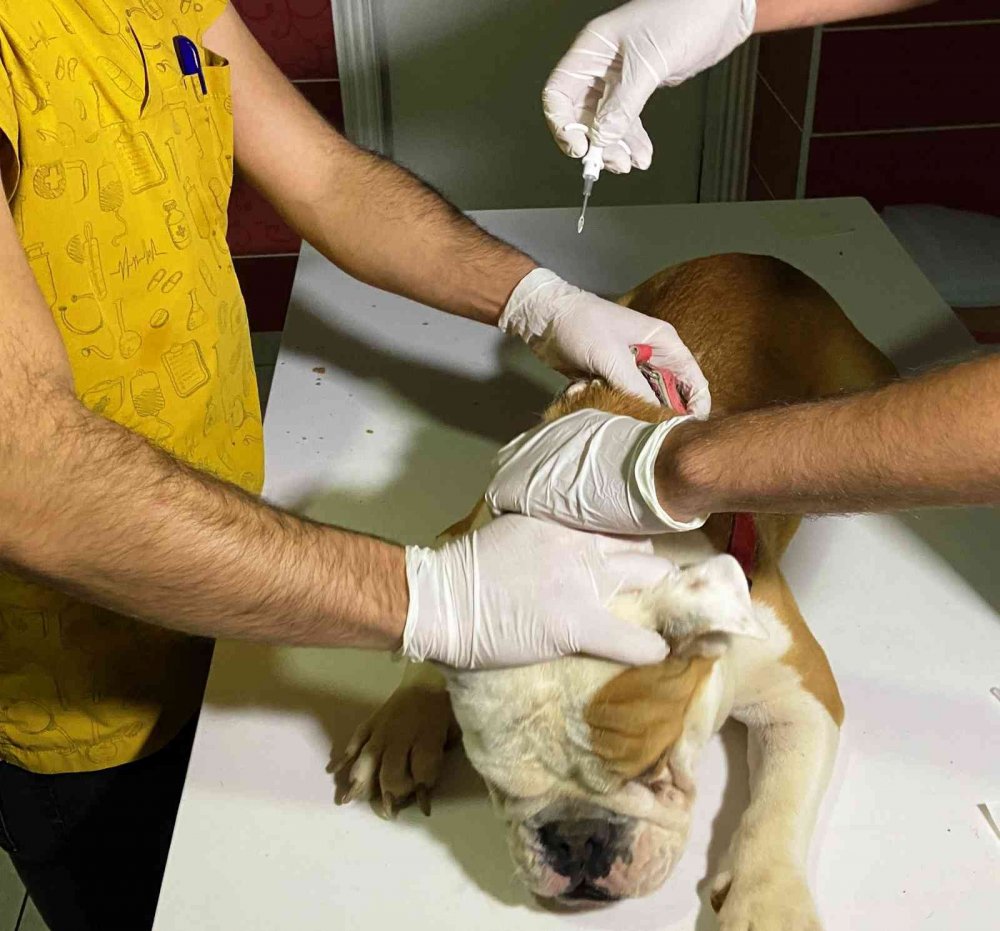 Hayvan besleyenler dikkat! Bunu yapmadıysanız para cezası var