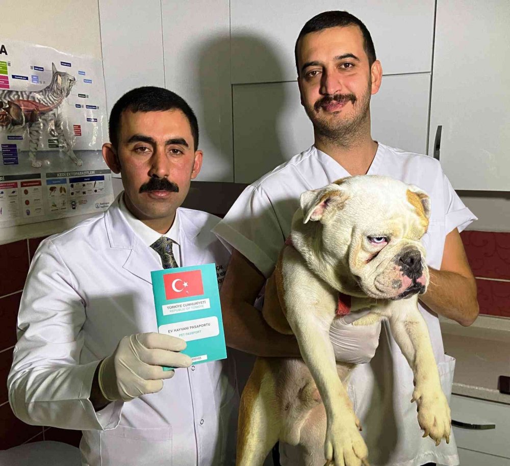 Hayvan besleyenler dikkat! Bunu yapmadıysanız para cezası var