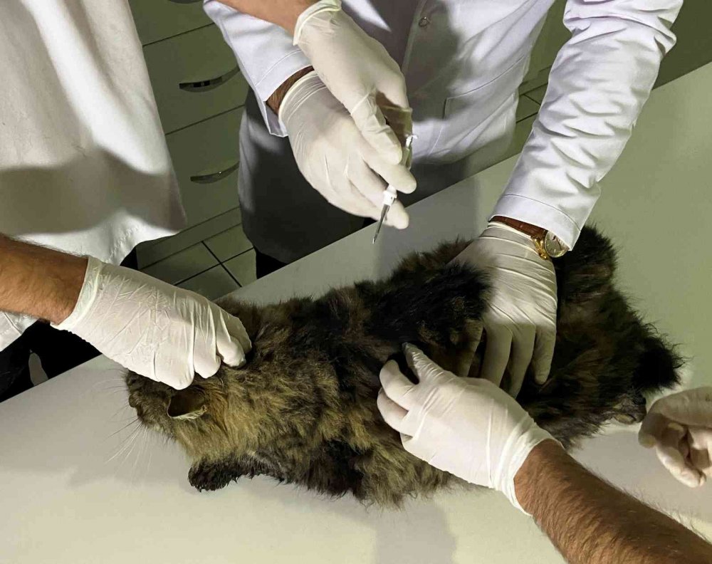 Hayvan besleyenler dikkat! Bunu yapmadıysanız para cezası var