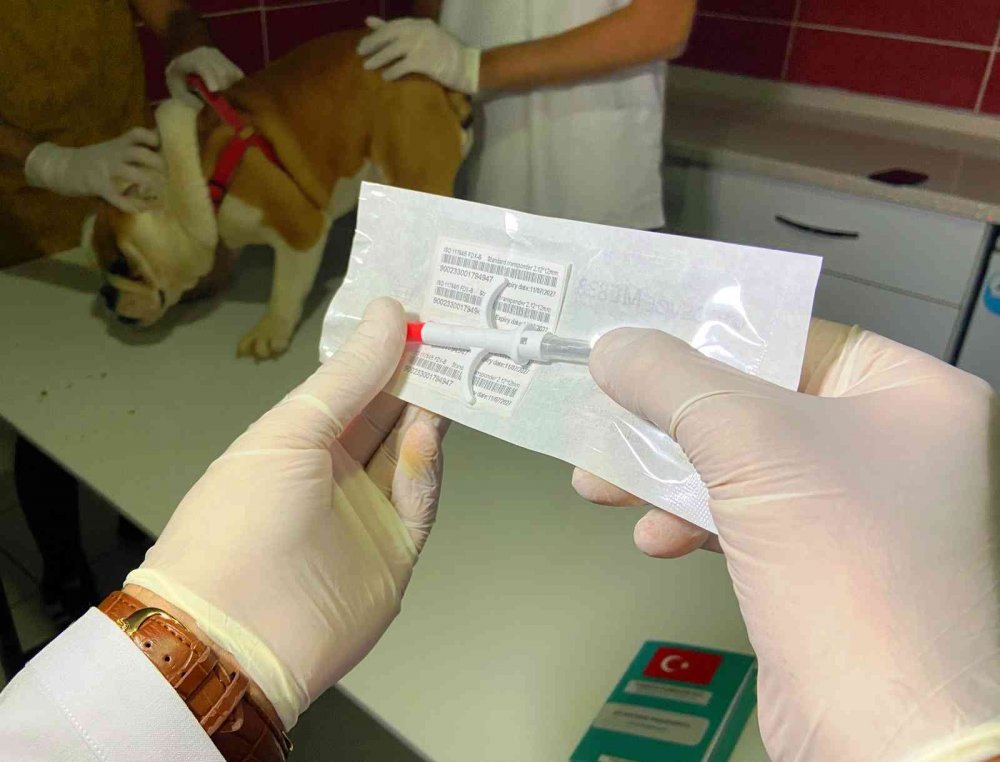 Hayvan besleyenler dikkat! Bunu yapmadıysanız para cezası var