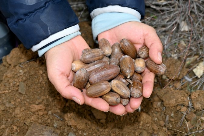 Konya'da ortaokul öğrencileri 15 bin meşe palamudu dikti