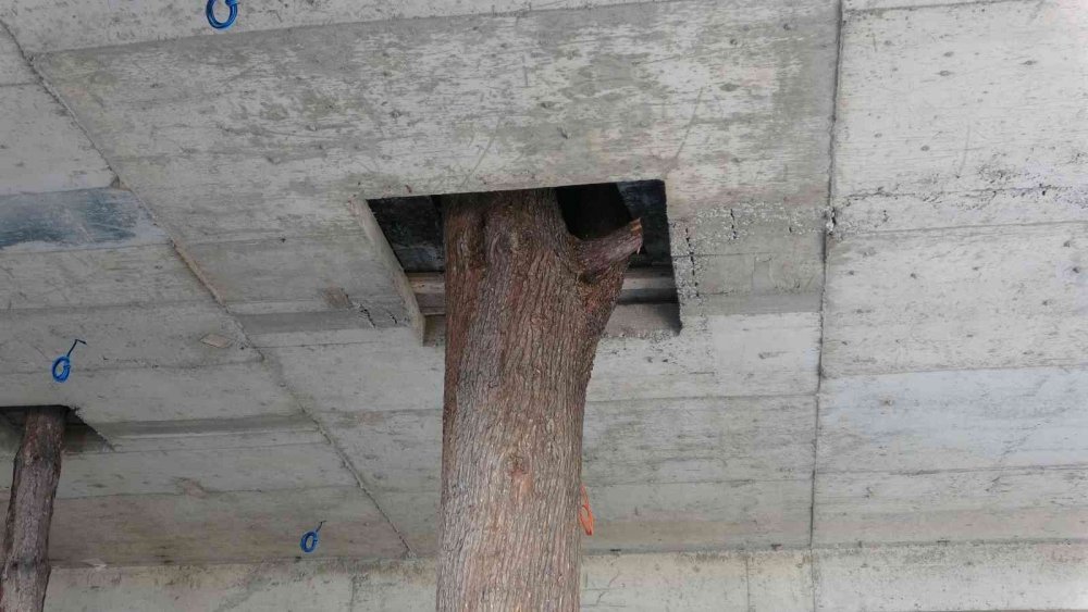 Görenler şaşırıyor, ağaçları kesmedi ortaya bu görüntüler çıktı