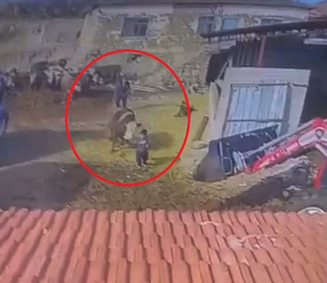 8 yaşındaki oğlunu boğa saldırısından böyle kurtardı