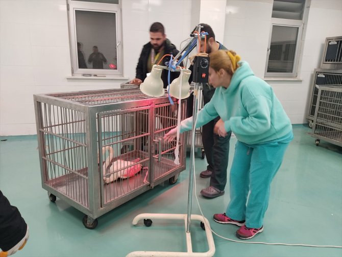Konya'da yaralı bulunan  flamingo tedaviye alındı