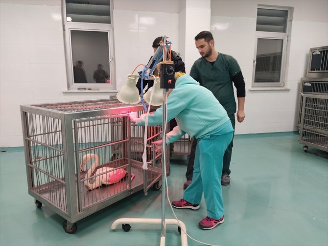 Konya'da yaralı bulunan  flamingo tedaviye alındı