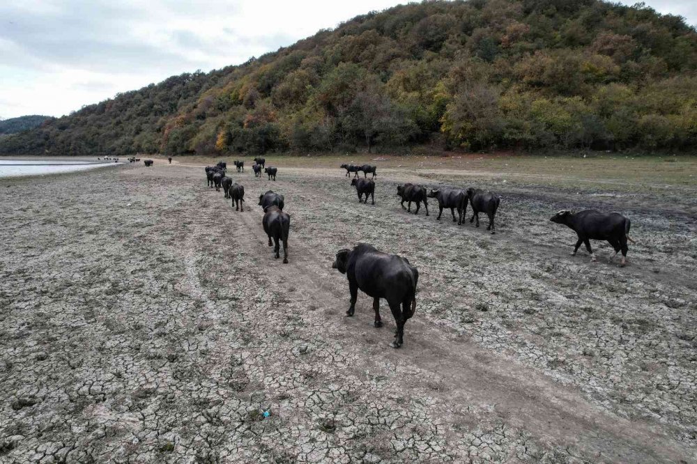 Serengeti değil Sazlıdere…