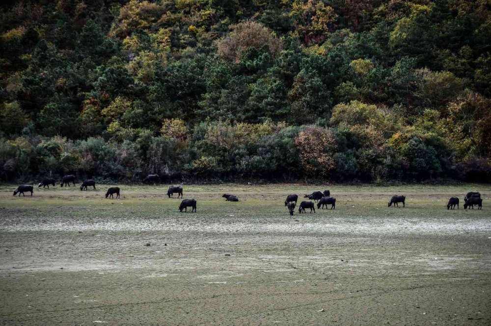 Serengeti değil Sazlıdere…