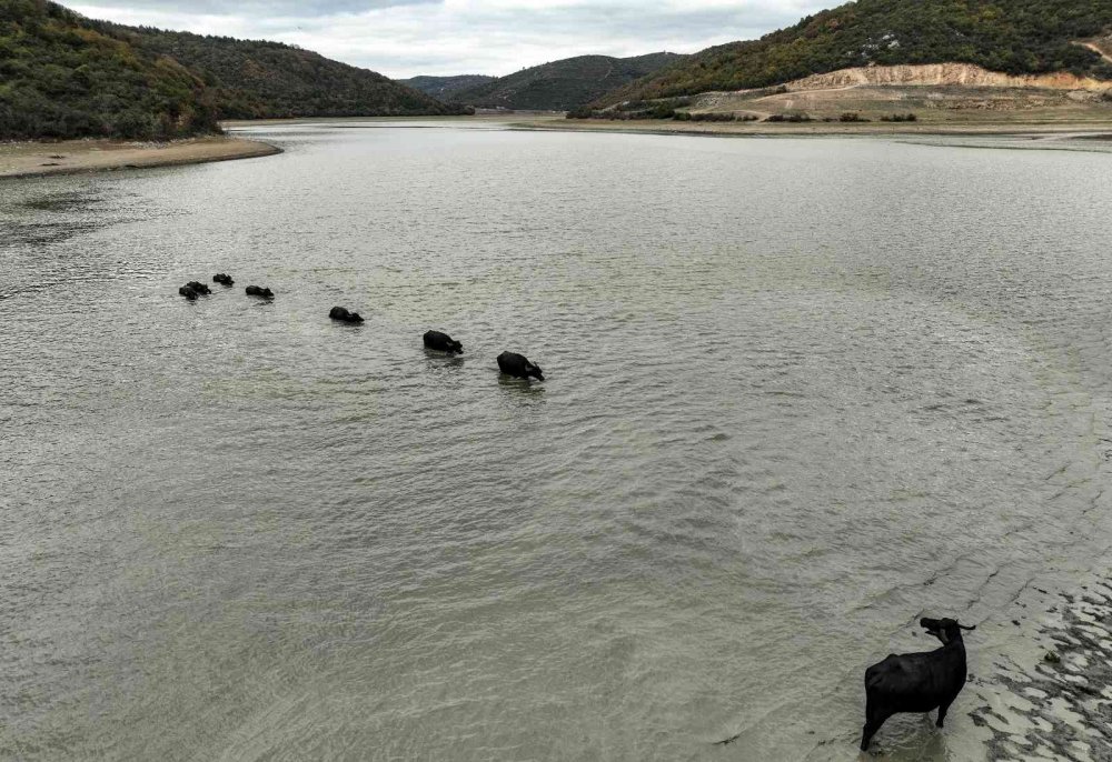 Serengeti değil Sazlıdere…
