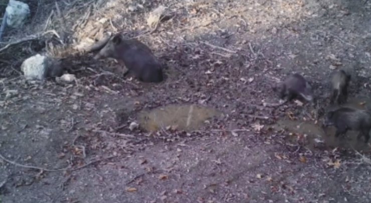 Yaban domuzlarının çamur banyosu dikkatlerden kaçmadı