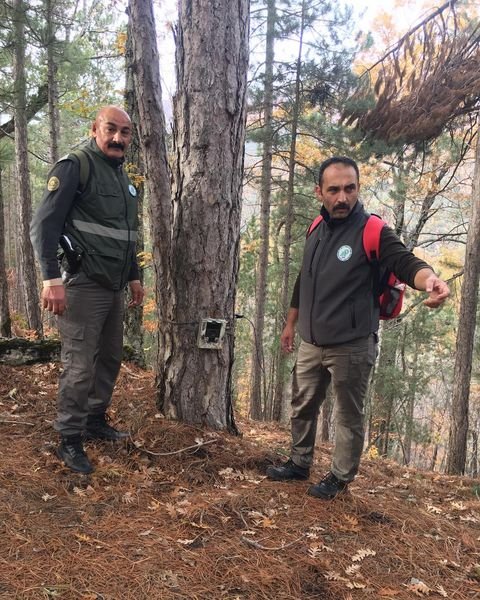 Yaban domuzlarının çamur banyosu dikkatlerden kaçmadı