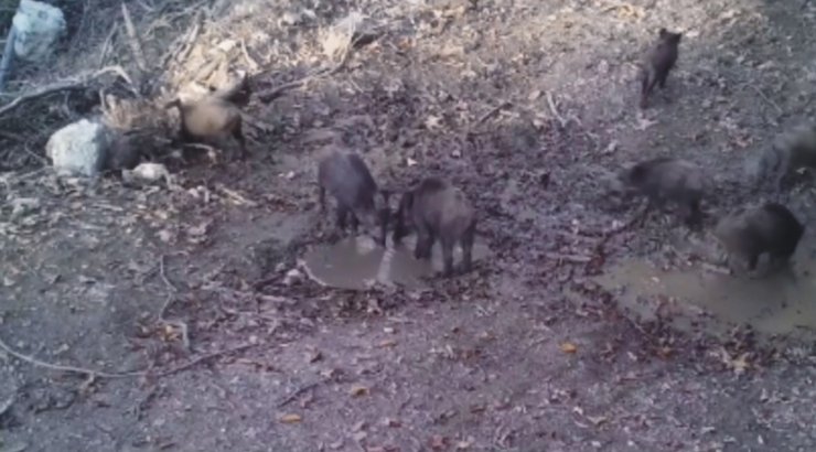 Yaban domuzlarının çamur banyosu dikkatlerden kaçmadı
