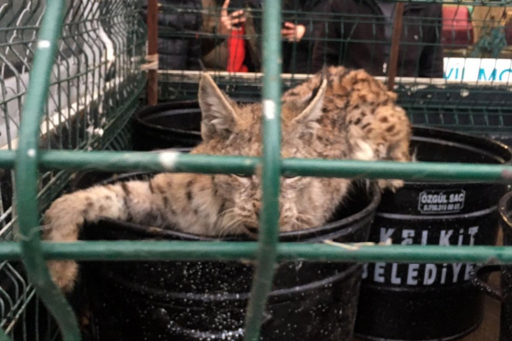 Yediği tavukların sahibinden kaçan vaşak mobilya mağazasına girdi