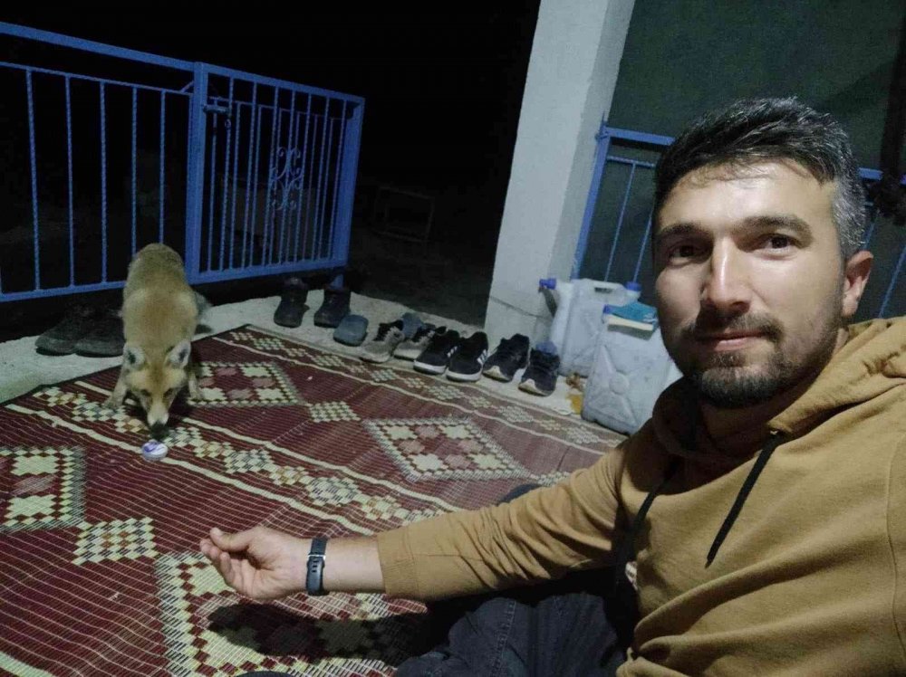 Konya'da okul müdürü tilkiyi eliyle besliyor