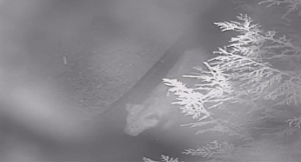 Ortalığı karıştırdı! Aslan mı köpek mi?