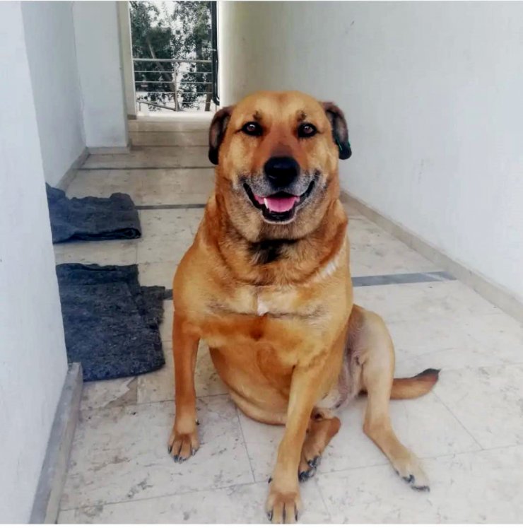 Paşa'yıöldürüp, sahibini de tehdit eden sanığa emsal nitelikte ceza