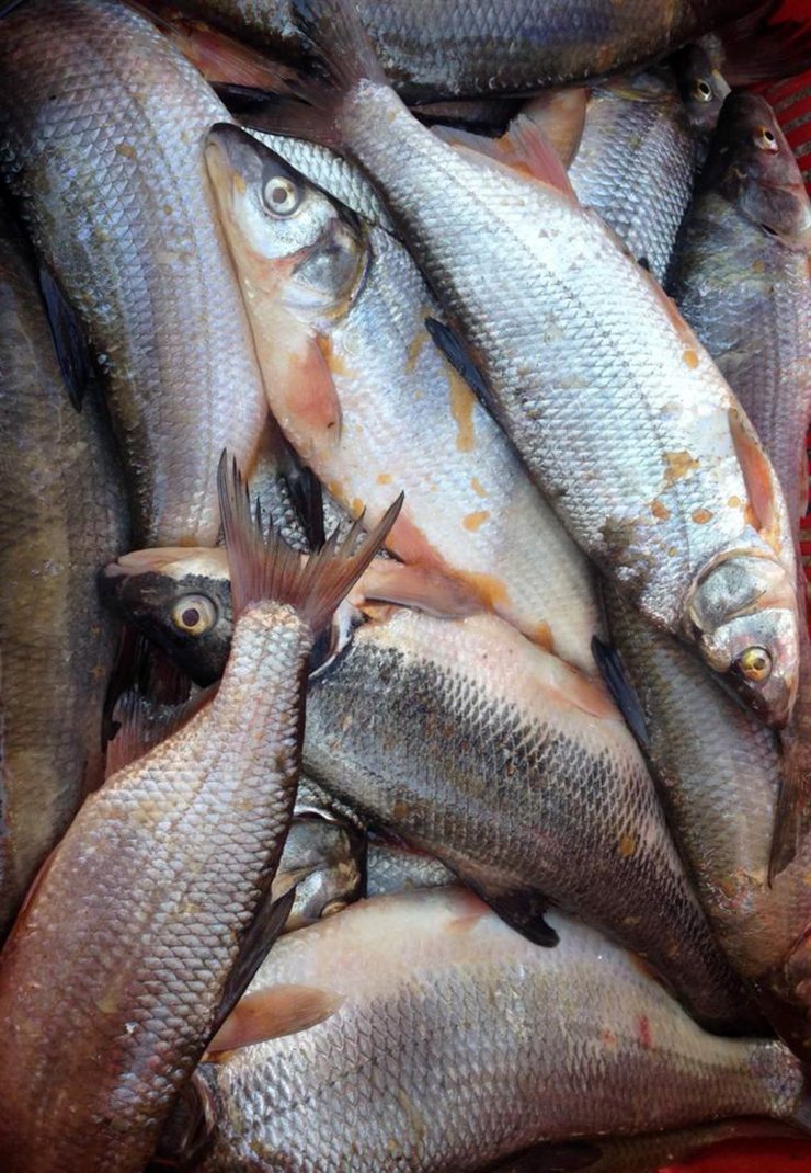 Eğirdir ve Beyşehir göllerinde ekokırım: 4 balık türü yok oldu, 6 tür tehdit altında