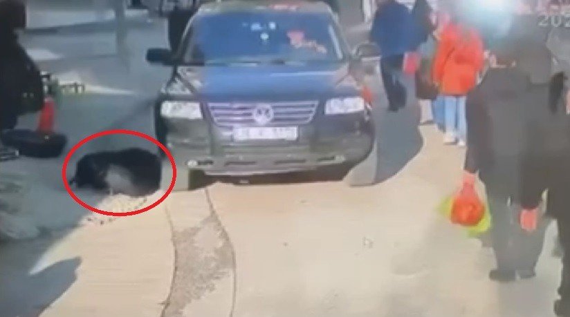 Cipin yaşlı kadına çarparak altına aldı