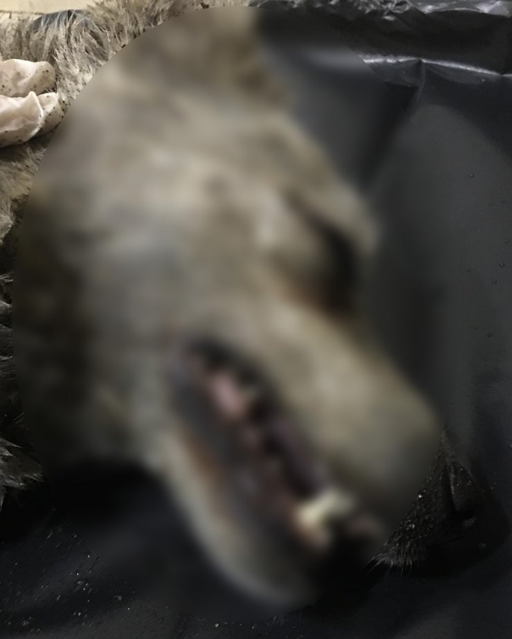 Köpeğin üzerine moloz dökülmesine çifte soruşturma