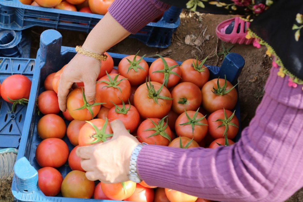 Konyalı girişimci şehir hayatını bırakıp köyünde sera kurdu, hayali ise...