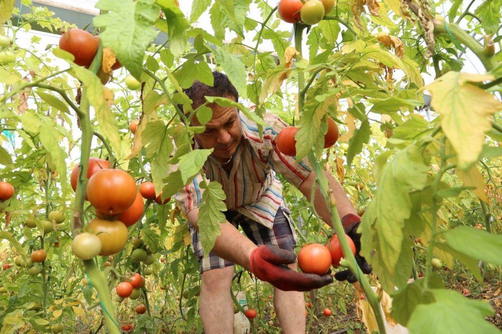 Konyalı girişimci şehir hayatını bırakıp köyünde sera kurdu, hayali ise...
