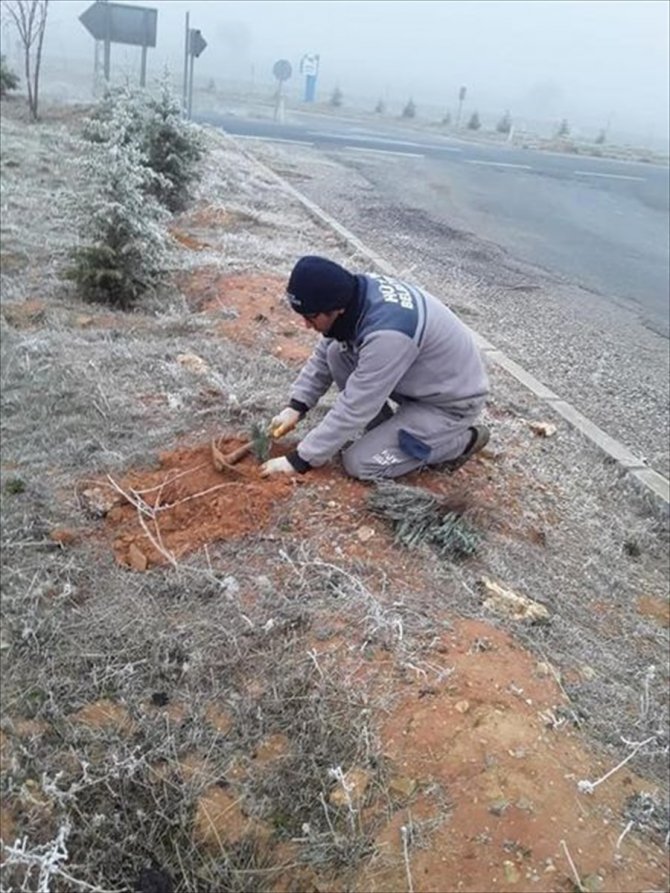 Konya'nın o ilçesinde caddelere lavanta fidanı dikiliyor