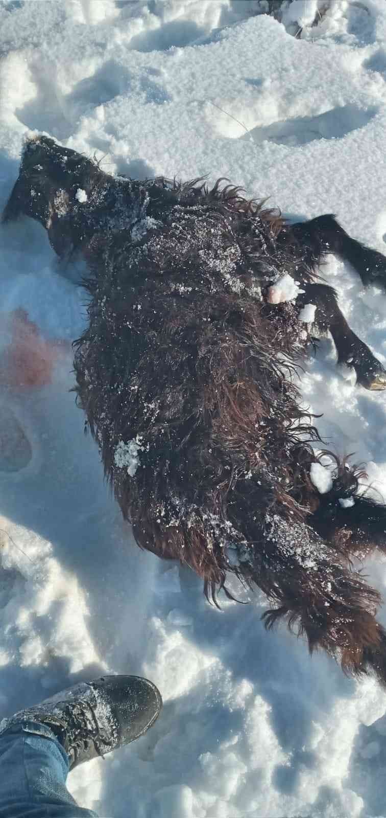 100 koyunun olduğu sürüye kurt sürüsü saldırdı, 25 koyun telef oldu, 15’i kayıp