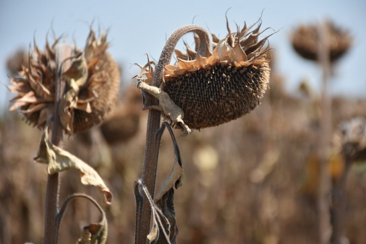 2022’nin en büyük doğal afetleri