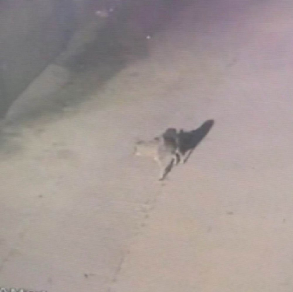 7 yıl önce kadını parçalamış... Çocukların okula gittiği sırada Konya'da görüntülendi!