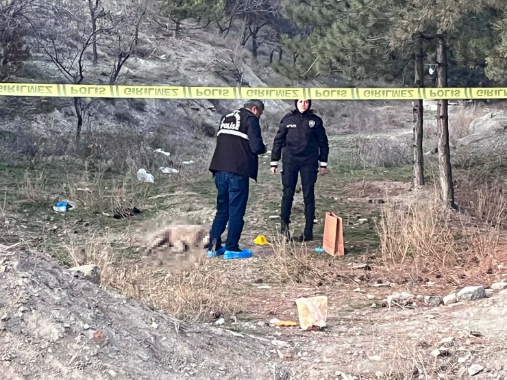 Tüfekle vurulmuş 4 köpek ölüsü bulundu