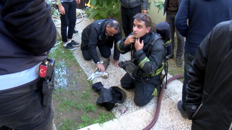 Yangında dumandan etkilenen tekir cinsi kedi kurtarılamadı
