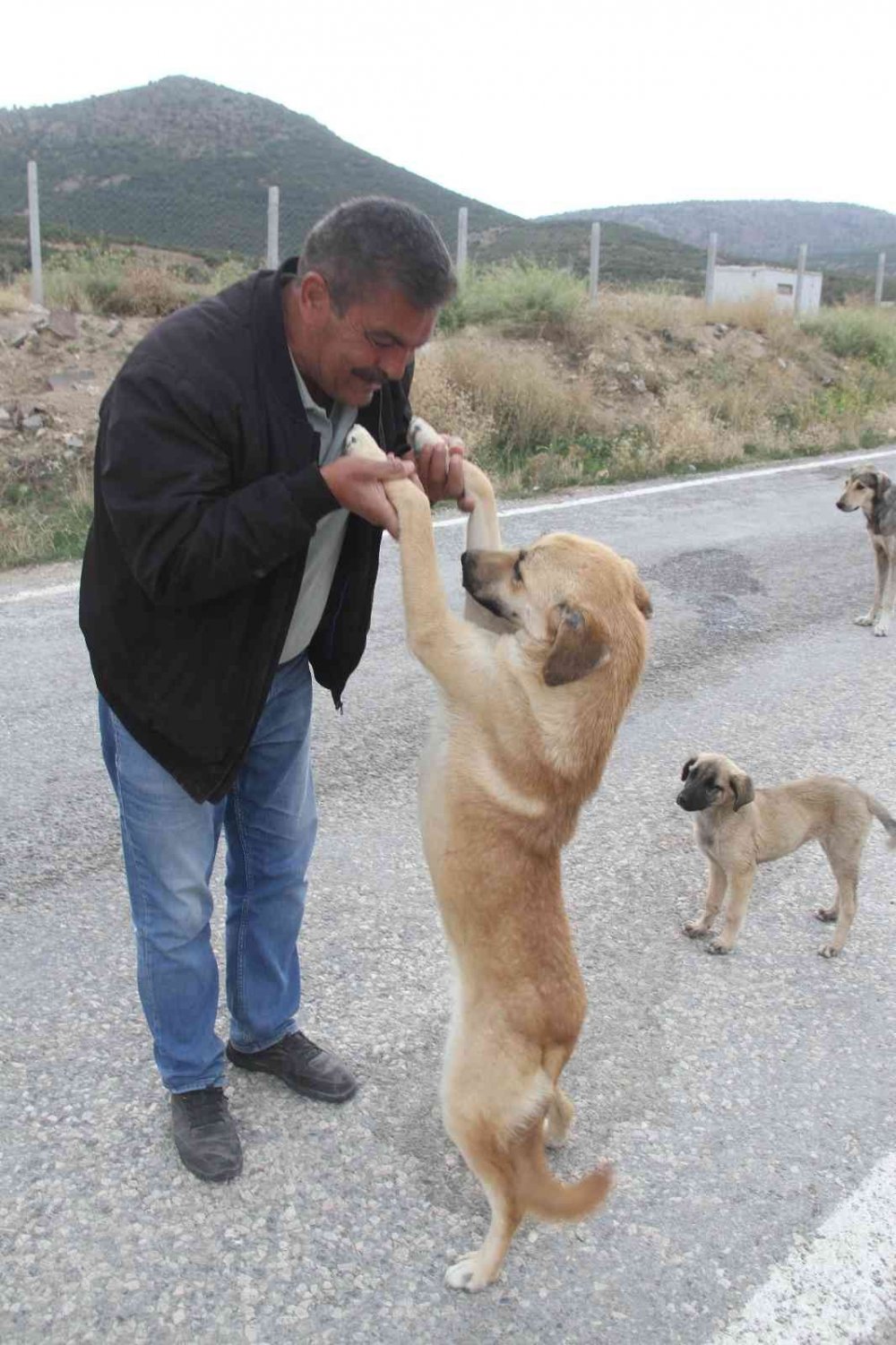 Konya'da emekli hayvansever kendisini sokak köpeklerine adadı
