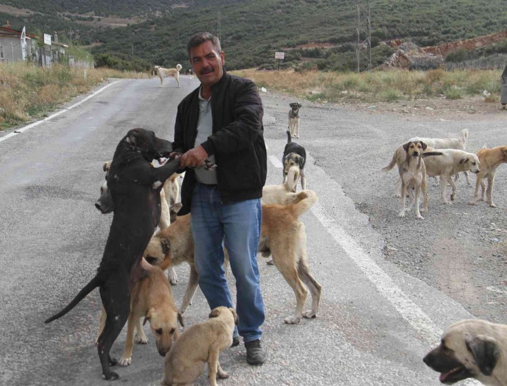 Konya'da emekli hayvansever kendisini sokak köpeklerine adadı