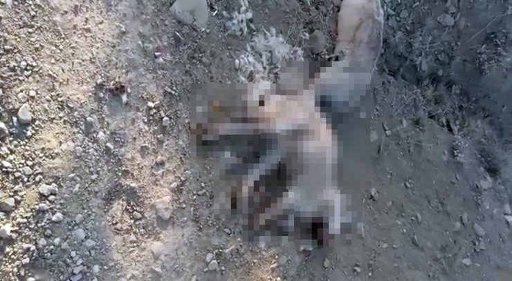 Sahipsiz 5 köpek ölü bulundu; savcılık soruşturma başlattı