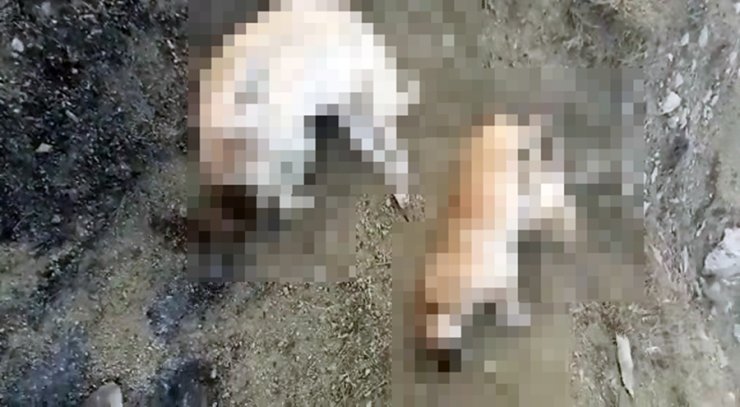 Sahipsiz 5 köpek ölü bulundu; savcılık soruşturma başlattı