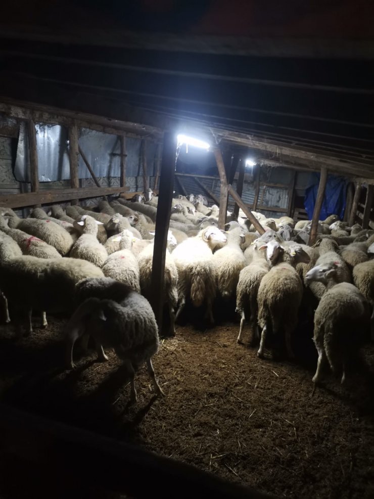 'Parayı havale yolu ile göndereceğim' dedi, 81 koyunu araca yükleyip kaçtı