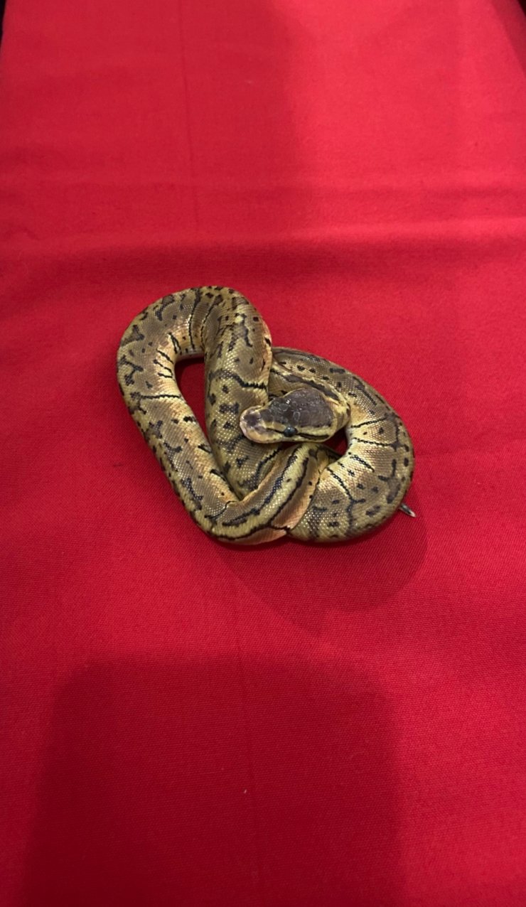 Konya'da toplanıyor