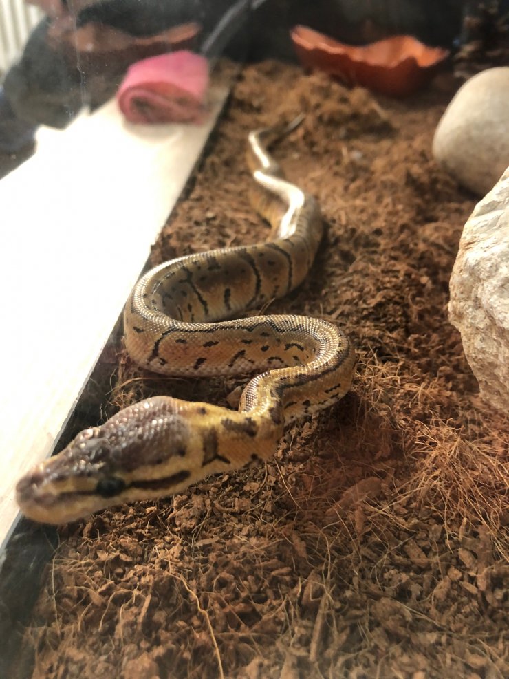 Konya'da toplanıyor