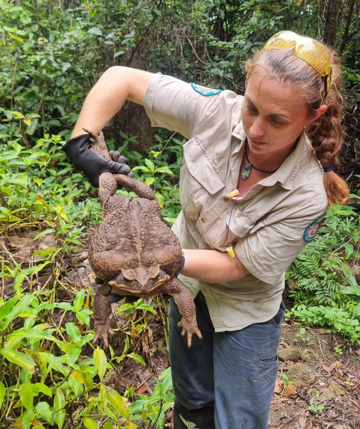 Avustralya’da 2.7 kiloluk dev kurbağa bulundu