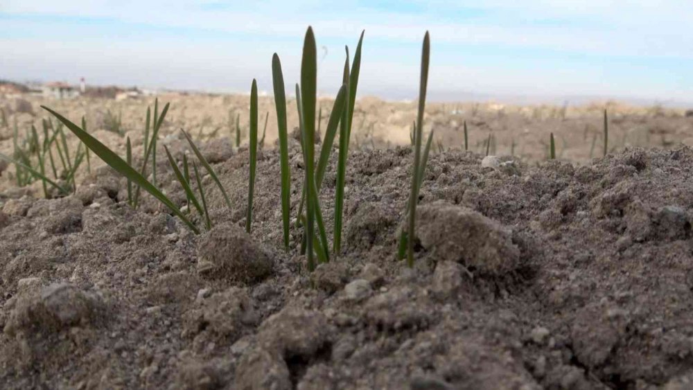 Nüfusunun yüzde 80'inin tarım ve hayvancılıktan geçimini sağladığı Aksaray'da kuraklık endişesi
